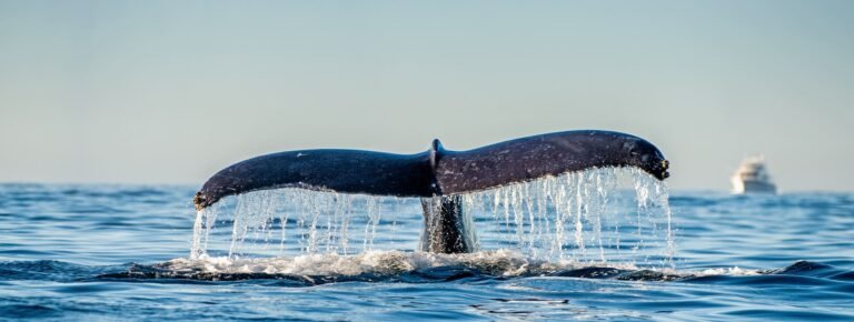 Avistamiento de ballenas en el Golfo de Panamá