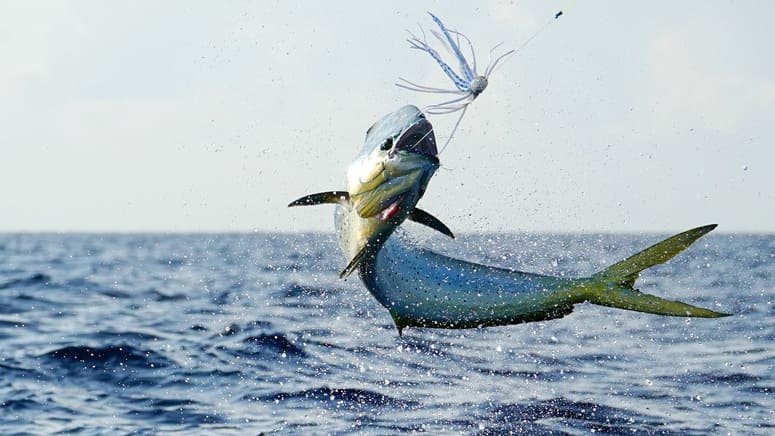 Pesca y kayak Golfo Dulce