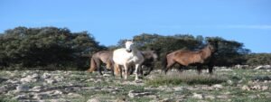 Excursión privada Algarinejo merienda