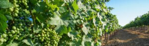 Aprende a hacer cava en un día en Barcelona