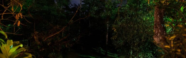 Tour nocturno café cacao caña azúcar