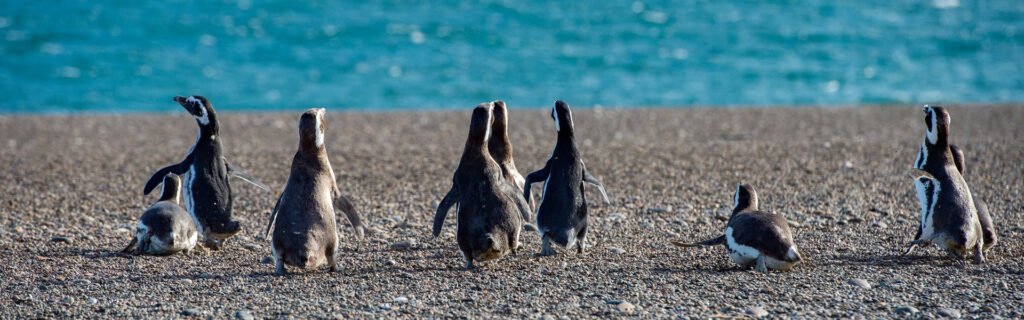 Avistamiento pingüinos Punta Tombo