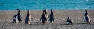 Avistamiento pingüinos Punta Tombo