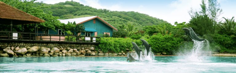 Nada delfines kayak Montego Bay
