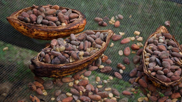 Tour de degustación de chocolate en San José