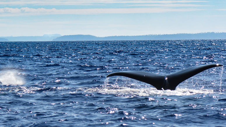 Avistamiento de ballenas en el Golfo de Panamá