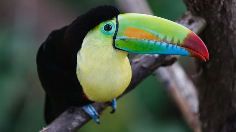 Visita Parque Nuboso Monteverde