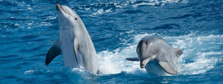 Disfruta de un avistamiento de delfines y ballenas