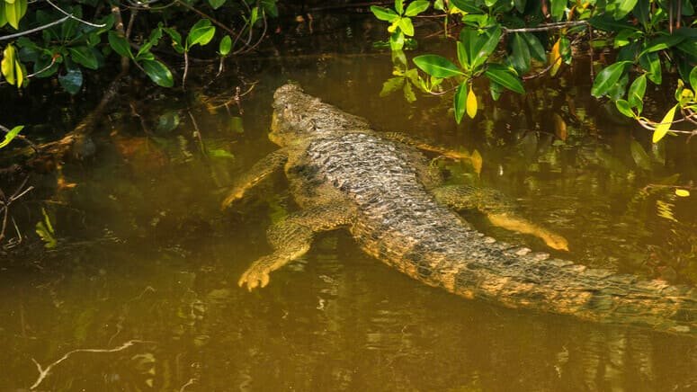 Tour diurno nocturno de manglares cocodrilos en México