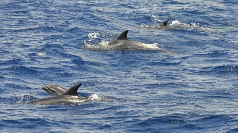 Avistamiento Ballenas y Delfines en Estrecho de Gibraltar