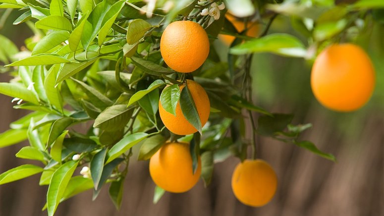 Visita a a los jardines de Marrakech