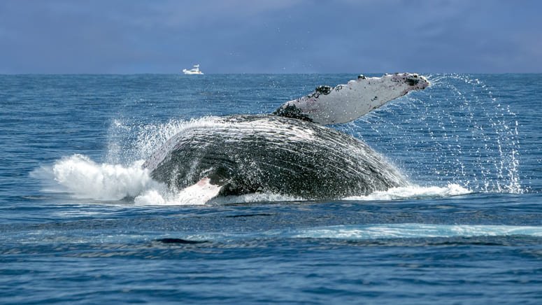 Disfruta de un avistamiento de delfines y ballenas