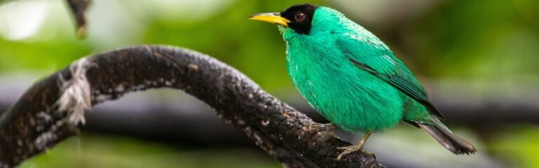Tour aves Parque Natural Mistico Arenal