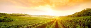 Visita a la bodega y menú a la parrilla en Guardiola de Font-Rubi