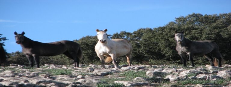 Excursión privada Algarinejo
