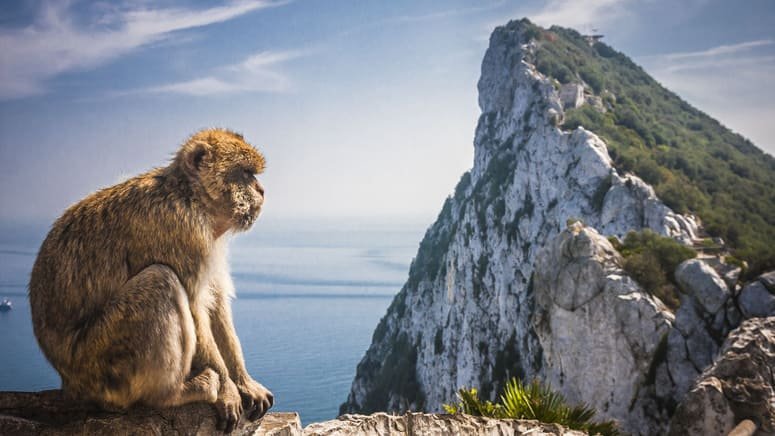 Avistamiento Ballenas y Delfines en Estrecho de Gibraltar