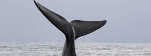 Avistamiento ballenas y delfines Costa Adeje