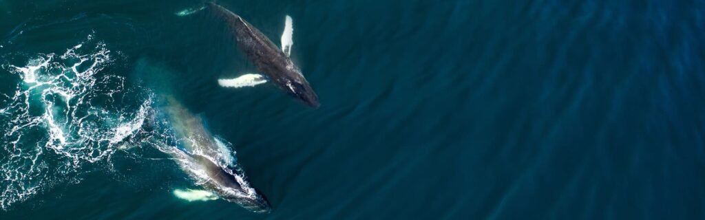 Avistamiento de ballenas, delfines y tortugas